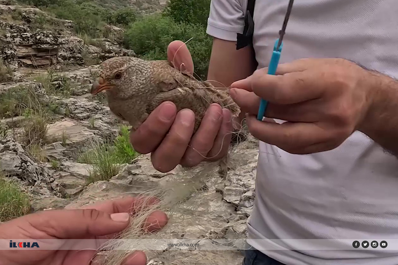 Ağlara takılan kum kekliği doğa fotoğrafçısı tarafından kurtarıldı Ağlara takılan kum kekliği doğa fotoğrafçısı tarafından kurtarıldı