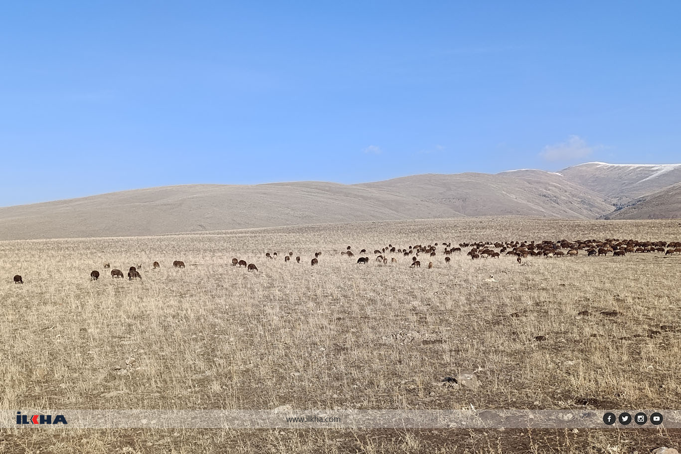 Ağrı'da "Aralık" sürprizi, hayvanlar dağlarda otluyor