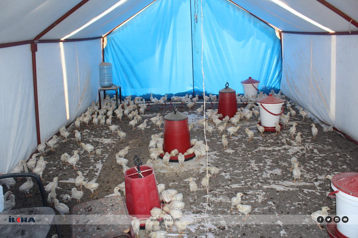 Elazığ'da sokak köpekleri, tavuk çiftliğindeki bin 300 civcivi telef etti