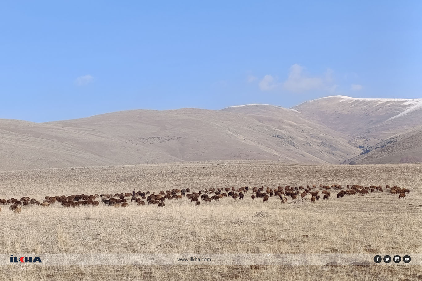 Ağrı'da "Aralık" sürprizi, hayvanlar dağlarda otluyor