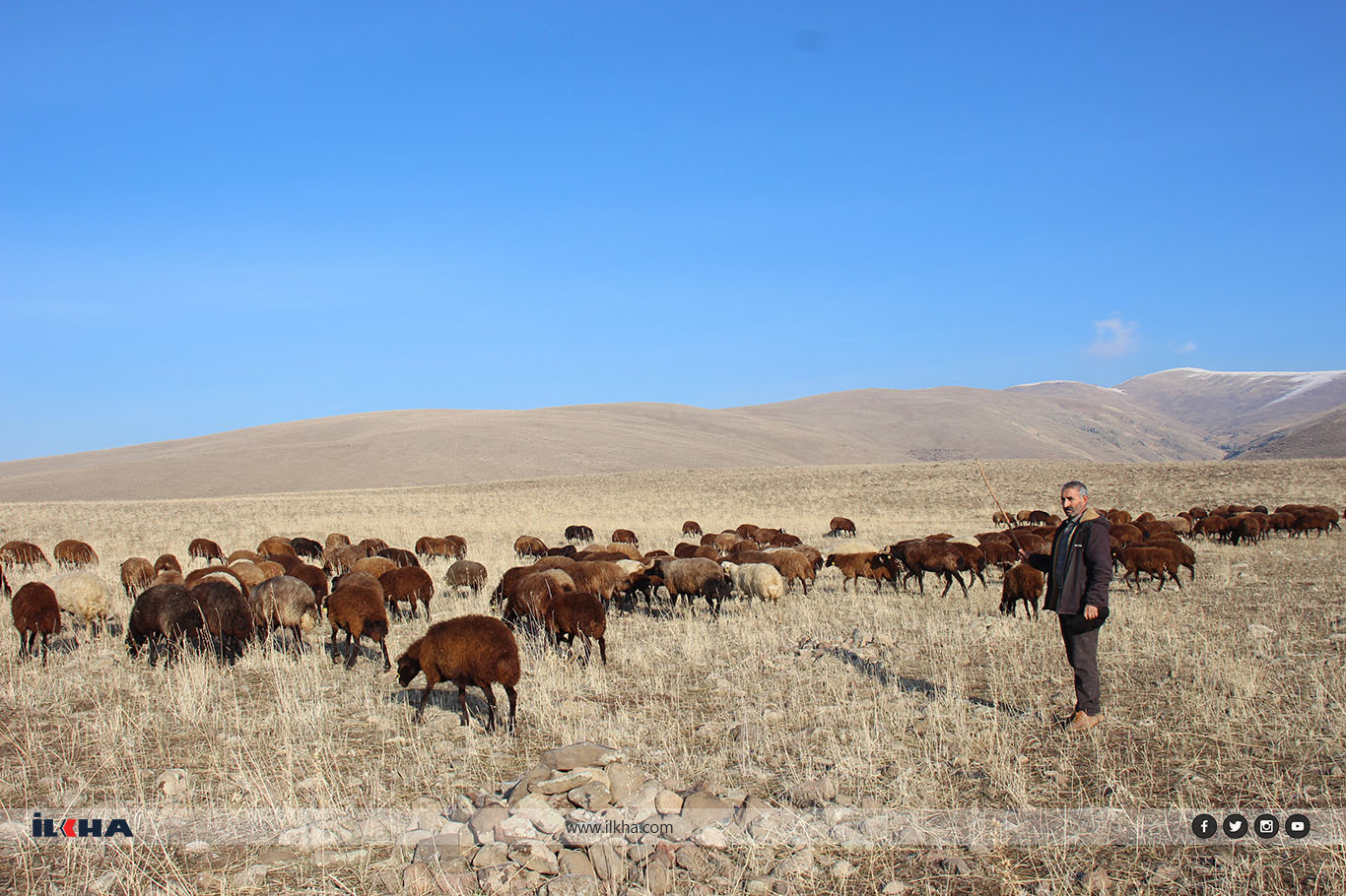 Ağrı'da "Aralık" sürprizi, hayvanlar dağlarda otluyor