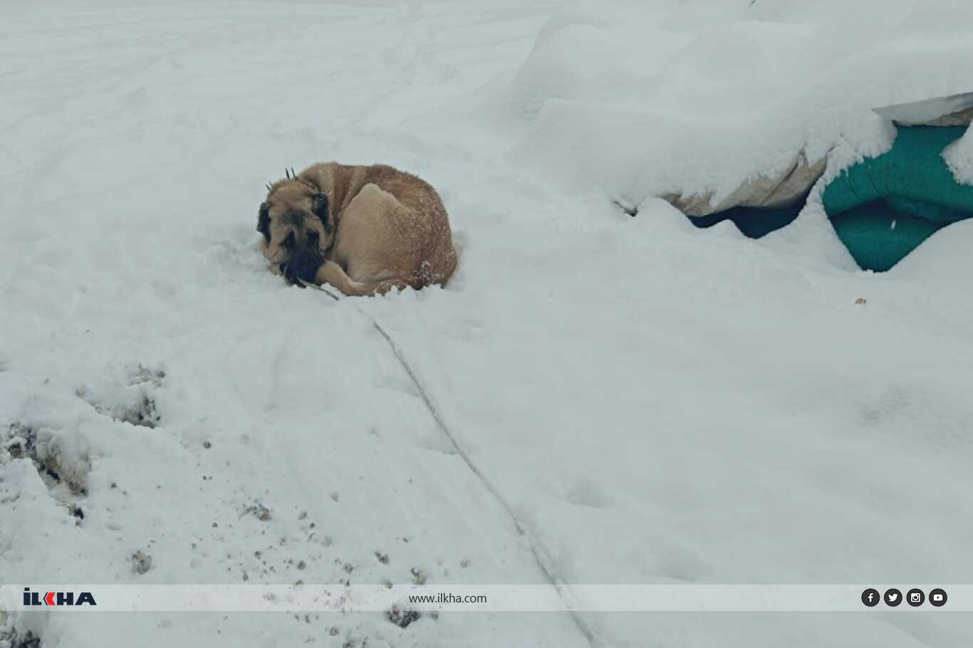 Tufanbeyli’de kar yağışı hayvancılığı etkiledi