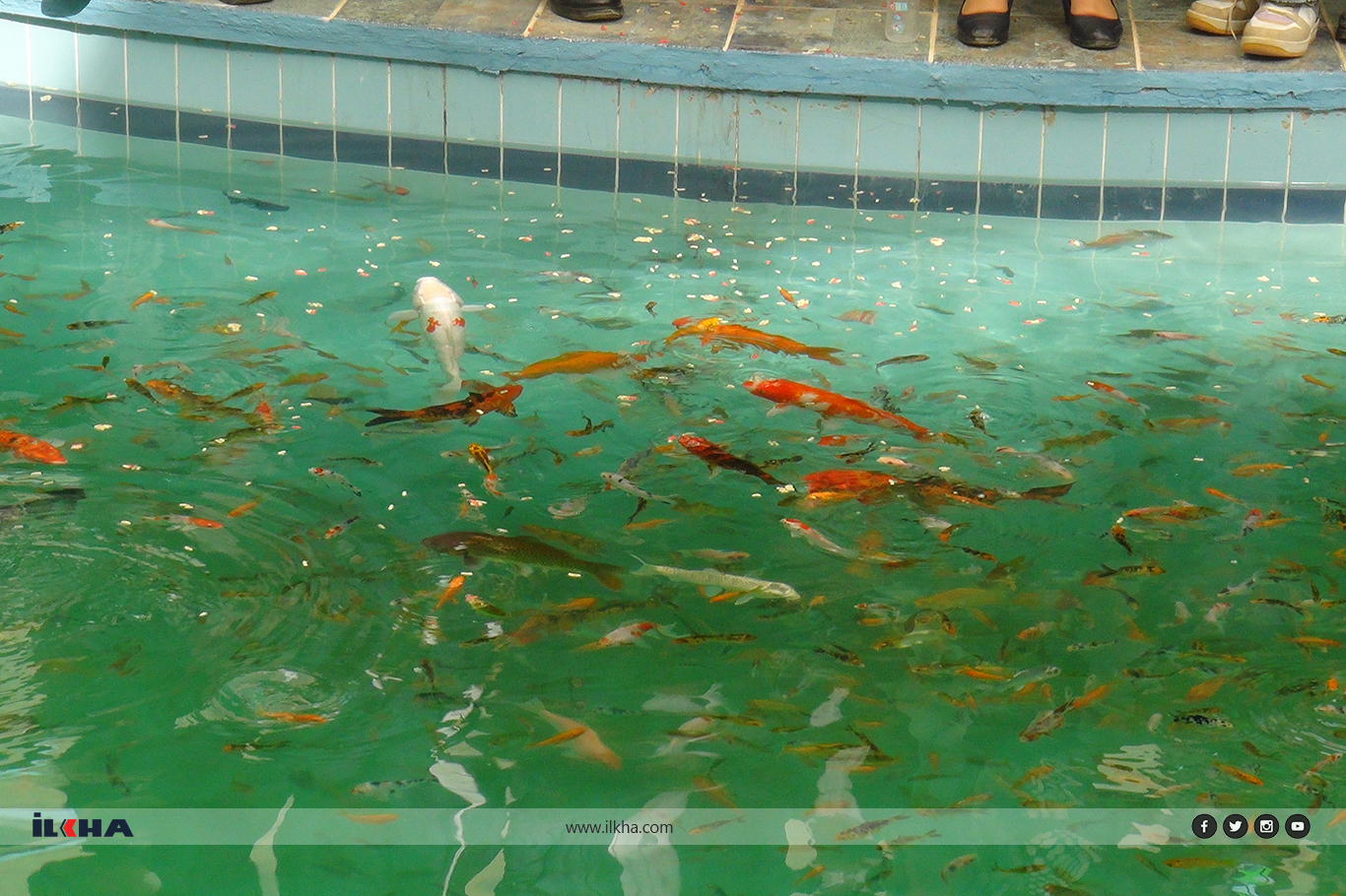 Gaziantep Hayvanat Bahçesi&#x27;ne biberonla beslenen balık türü getirildi