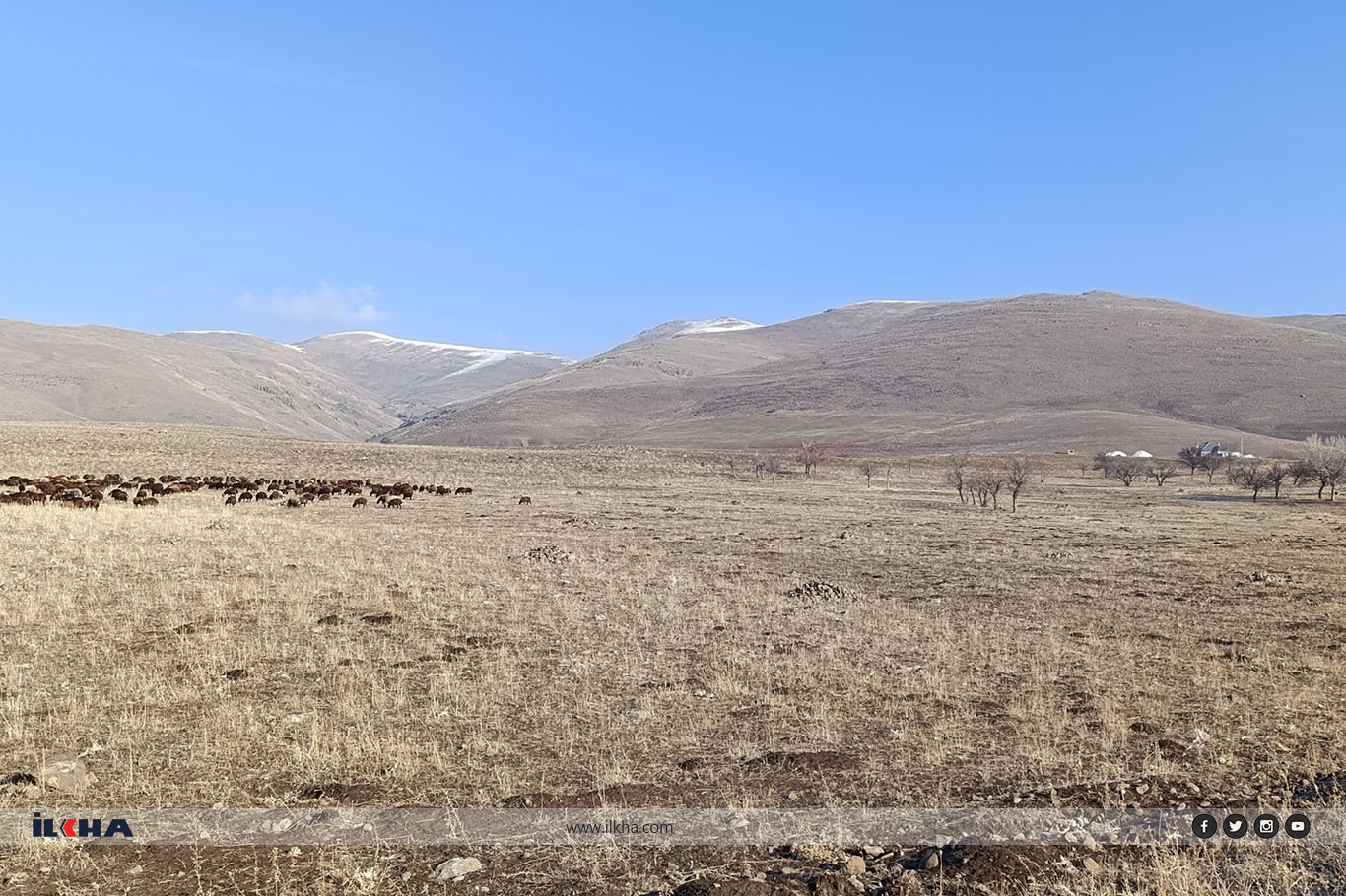 Ağrı'da "Aralık" sürprizi, hayvanlar dağlarda otluyor