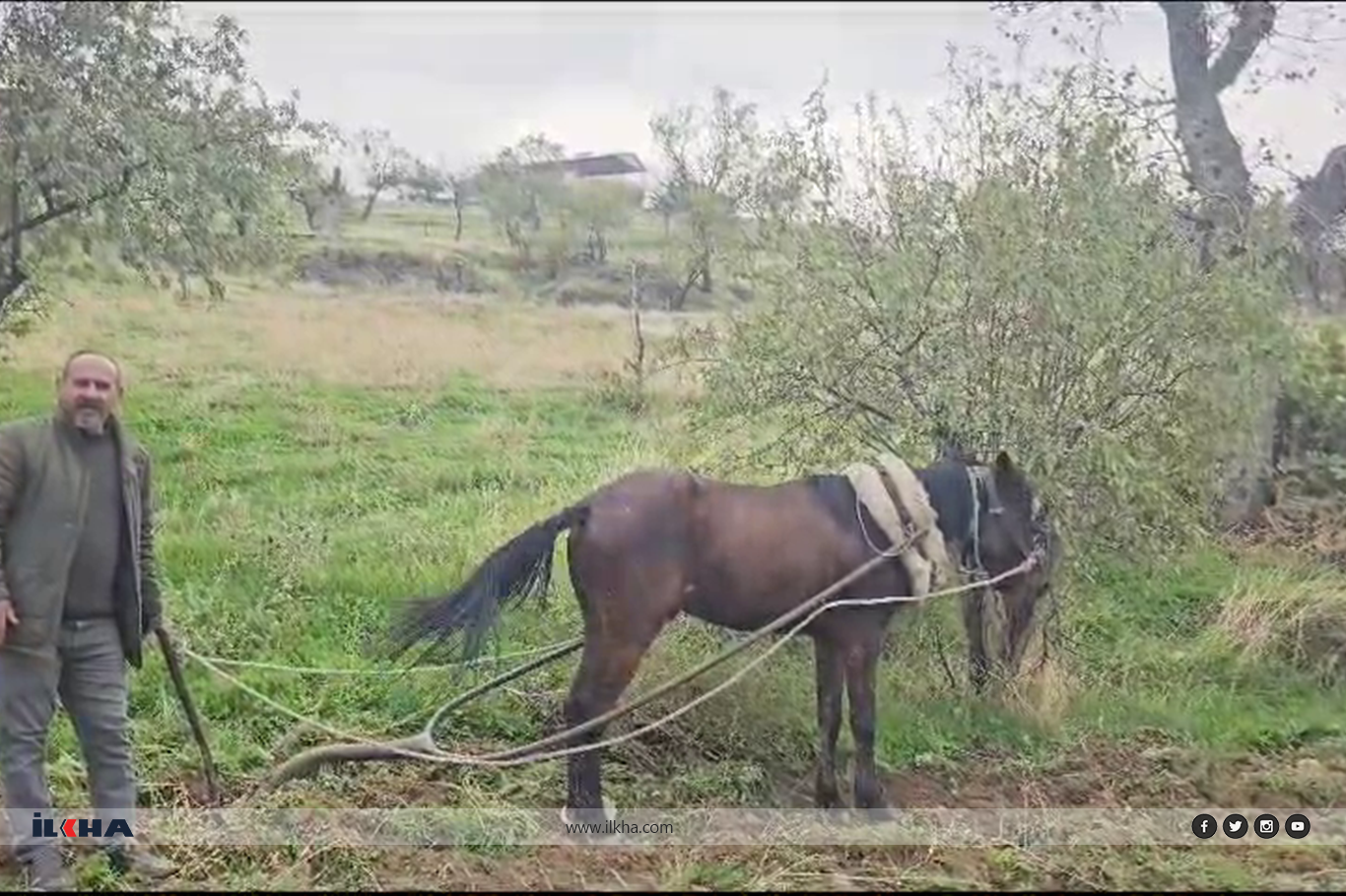 Çiftçiler tarlalarını traktör yerine kara saban ile sürmeye çalışıyor Çiftçiler tarlalarını traktör yerine kara saban ile sürmeye çalışıyor