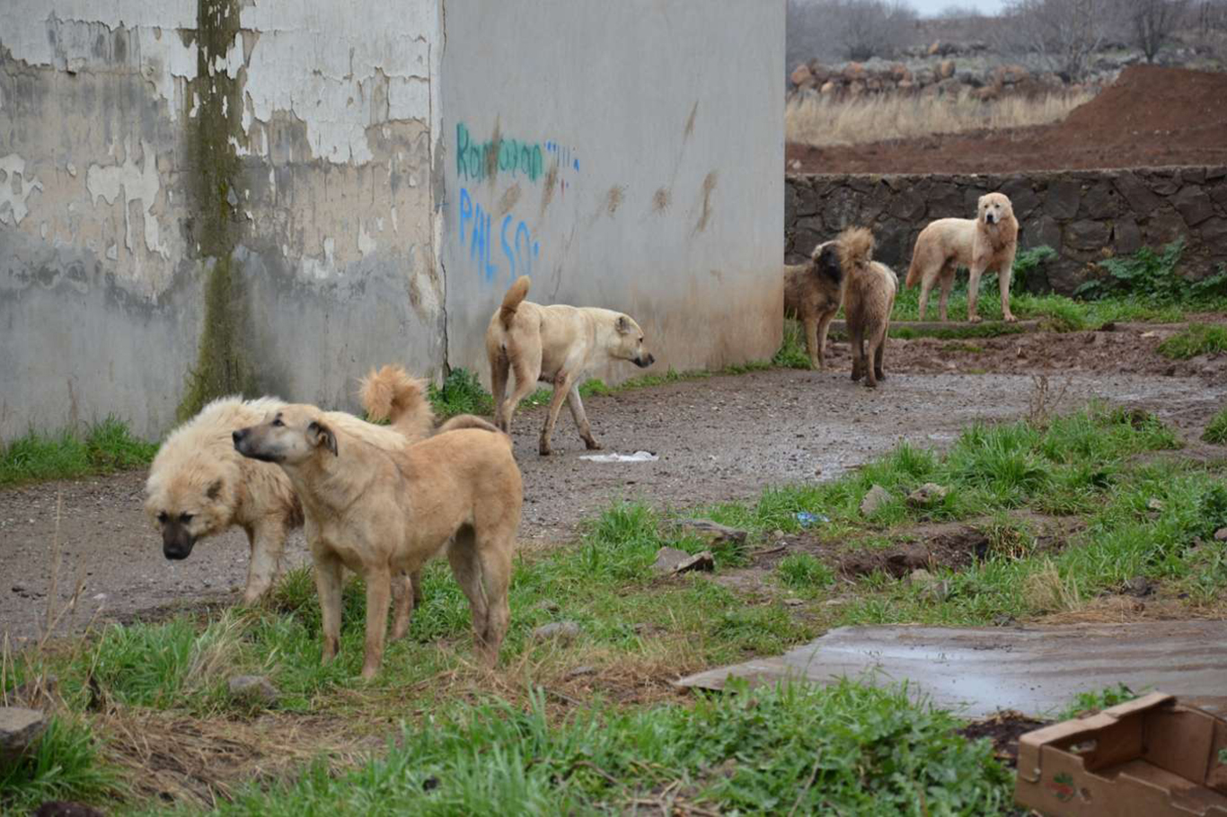 Trakya Bölge Veteriner Hekimler Odasından kuduz için önlem çağrısı