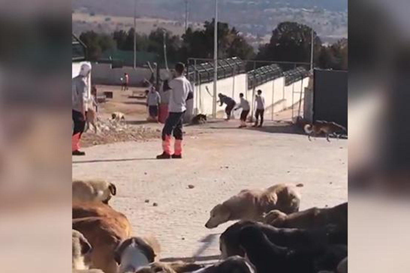Konya Hayvan Bakımevi'nde yaşananlarla ilgili 2 gözaltı Konya Hayvan Bakımevi'nde yaşananlarla ilgili 2 gözaltı