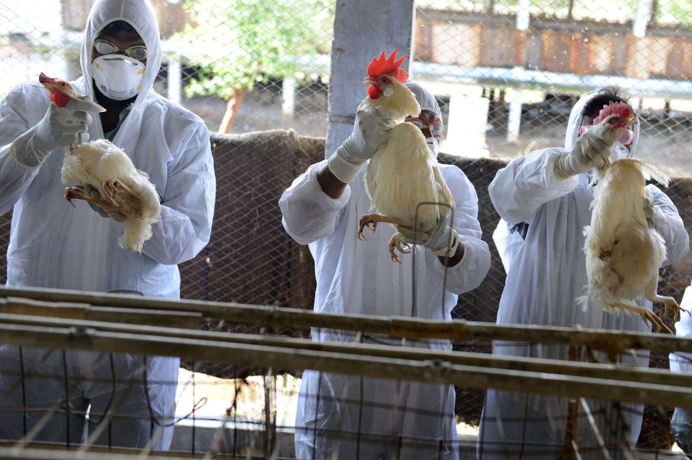 More than 50 million birds die of avian flu in the United States