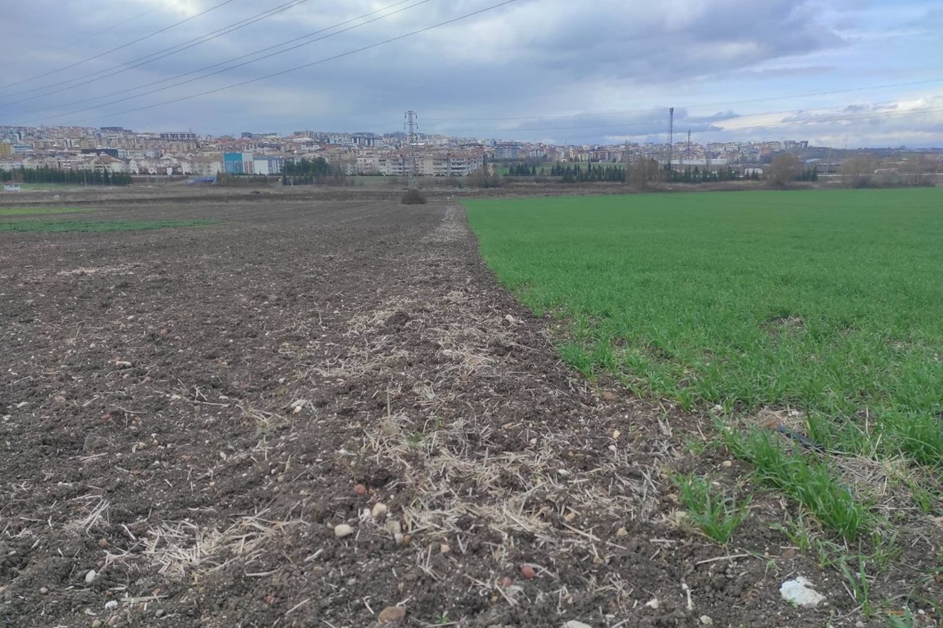 Bursa Ziraat Odası Başkanı Çakmak: Kuraklık ve yağışların azalmasıyla tarımda verim kaybı yaşanabilir