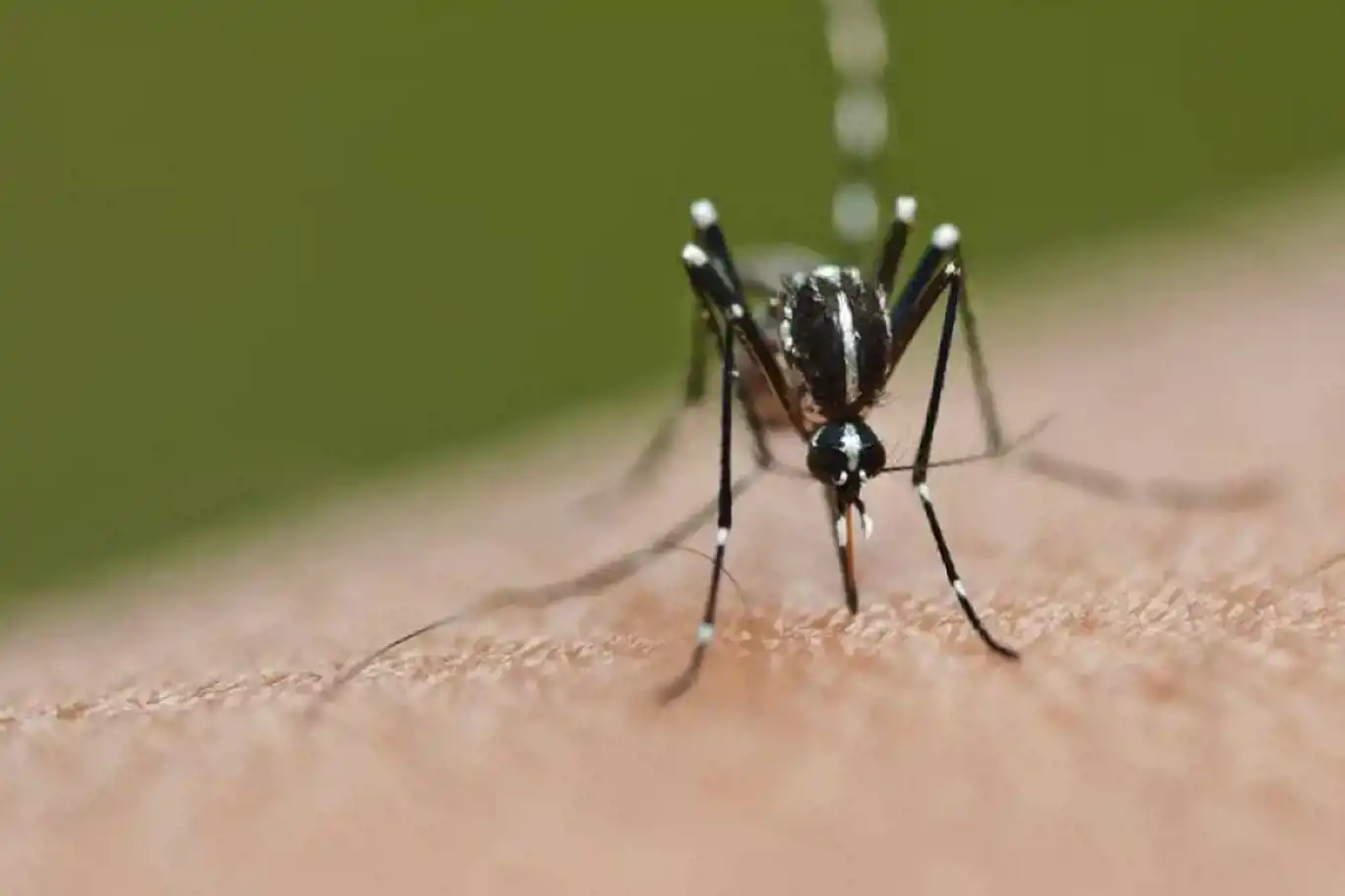 Cambodia reports sharp rise in dengue fever cases in first 9 months of 2023 Cambodia reports sharp rise in dengue fever cases in first 9 months of 2023