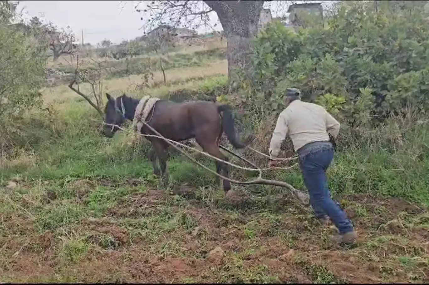 Çiftçiler tarlalarını traktör yerine kara saban ile sürmeye çalışıyor Çiftçiler tarlalarını traktör yerine kara saban ile sürmeye çalışıyor