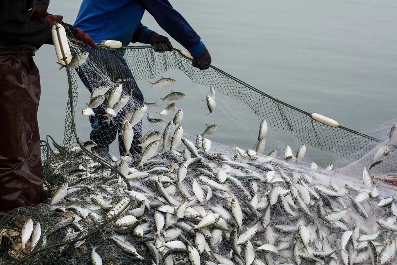 Balıkçıların 11 aylık ihracatı 1 milyar doları aştı