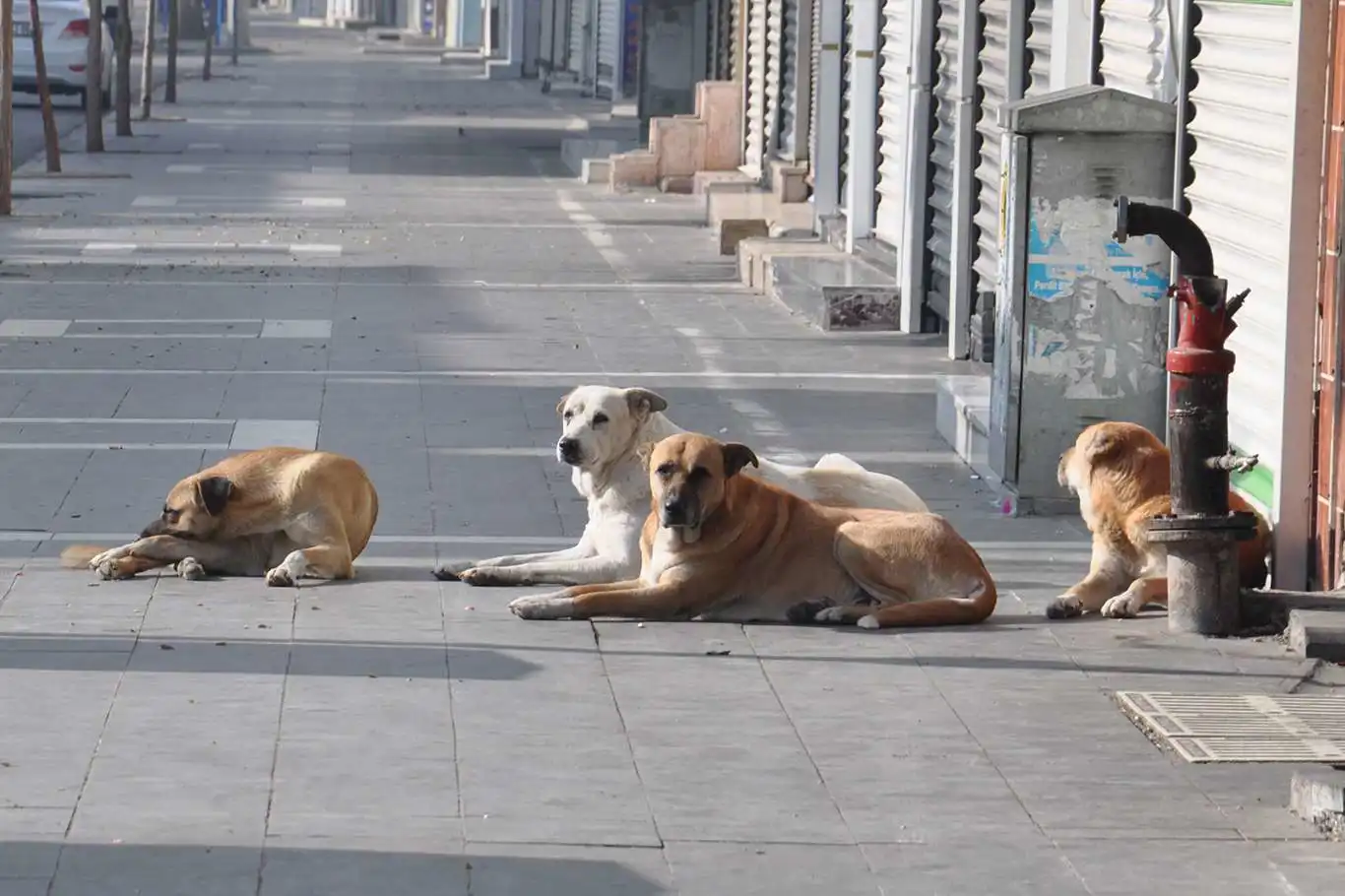 Bakan Tunç: Başıboş sokak köpekleri konusunda çalışma var