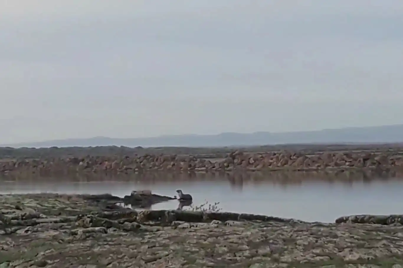 Diyarbakır'da nesli tükenmekte olan su samuru görüldü Diyarbakır'da nesli tükenmekte olan su samuru görüldü