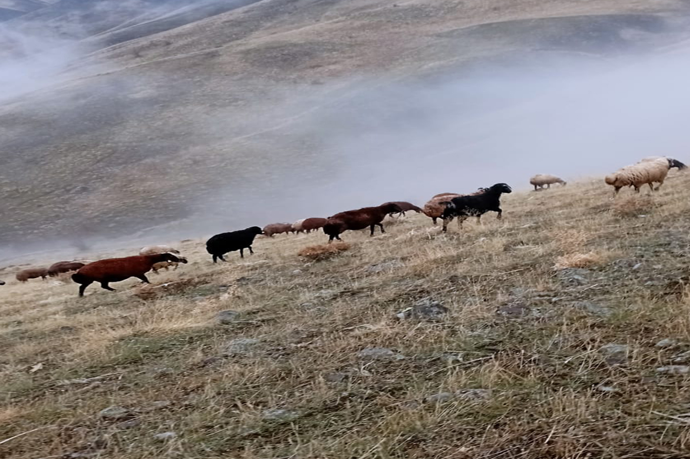 Bingöl’de kurtlar koyun sürüsüne saldırdı Bingöl’de kurtlar koyun sürüsüne saldırdı