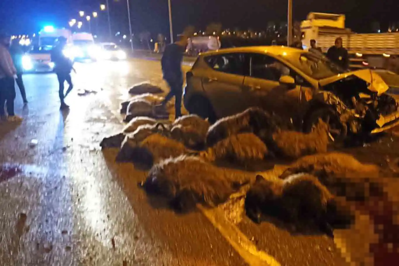 Otomobil koyun sürüsüne çarptı: 5 yaralı Otomobil koyun sürüsüne çarptı: 5 yaralı
