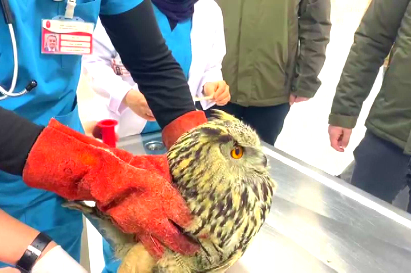 Halsiz halde bulunan puhu kuşu tedavisinin ardından doğaya salınacak Halsiz halde bulunan puhu kuşu tedavisinin ardından doğaya salınacak