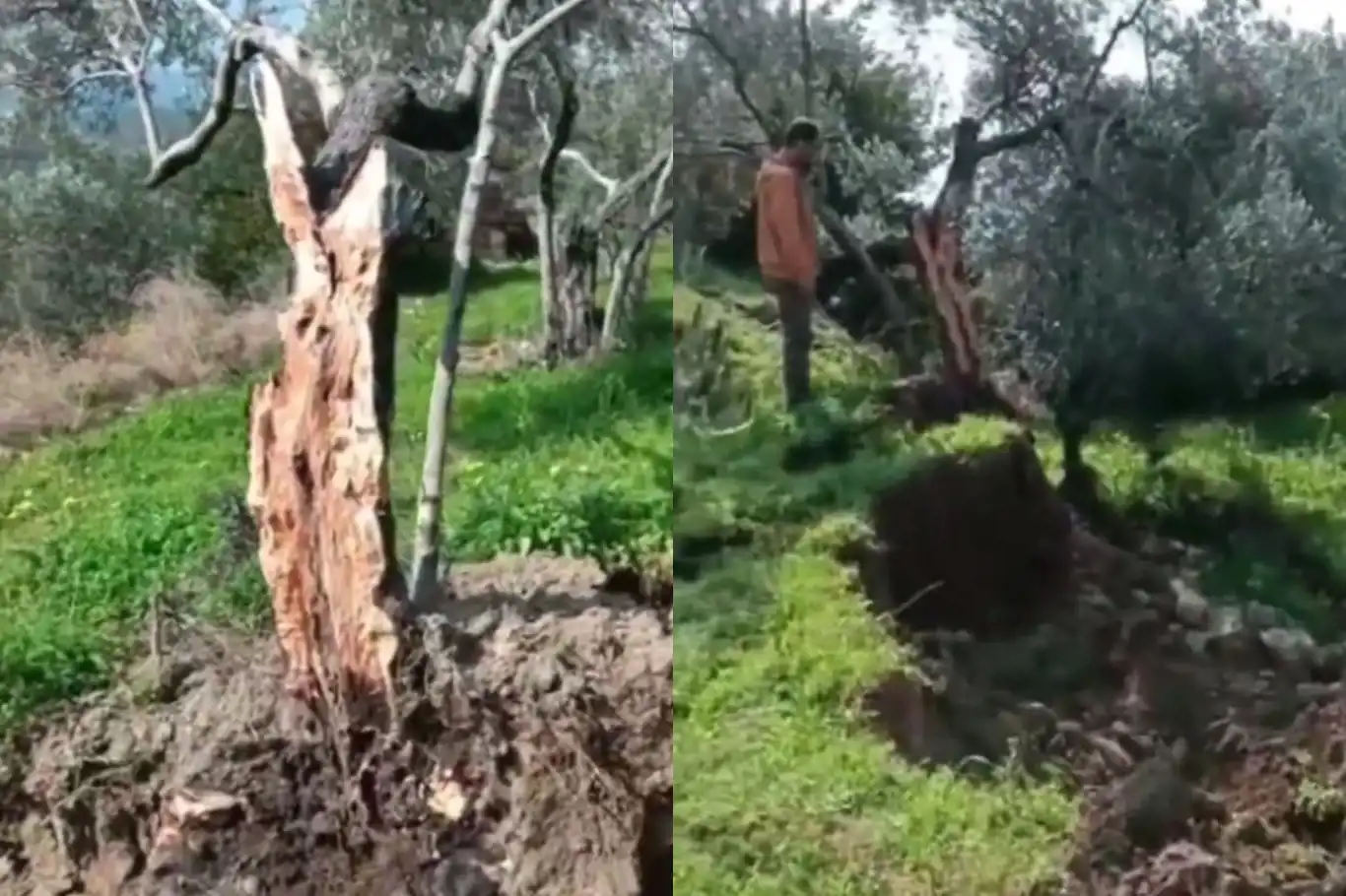 Fay hattının üzerinde bulunan zeytin ağacı ikiye bölündü yarısı 10 metre taşındı! Fay hattının üzerinde bulunan zeytin ağacı ikiye bölündü yarısı 10 metre taşındı!
