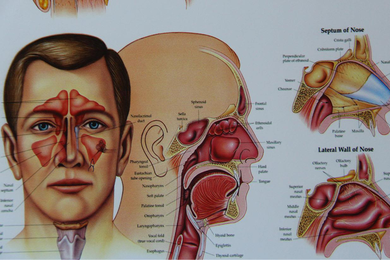 Vertigo nedir belirtileri nelerdir?