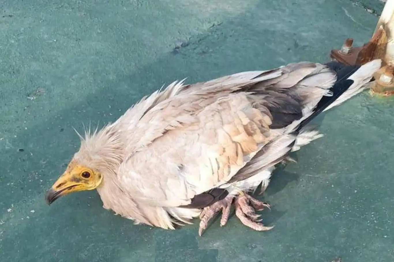 Nesli tükenmekte olan beyaz akbaba tedavi edildi Nesli tükenmekte olan beyaz akbaba tedavi edildi