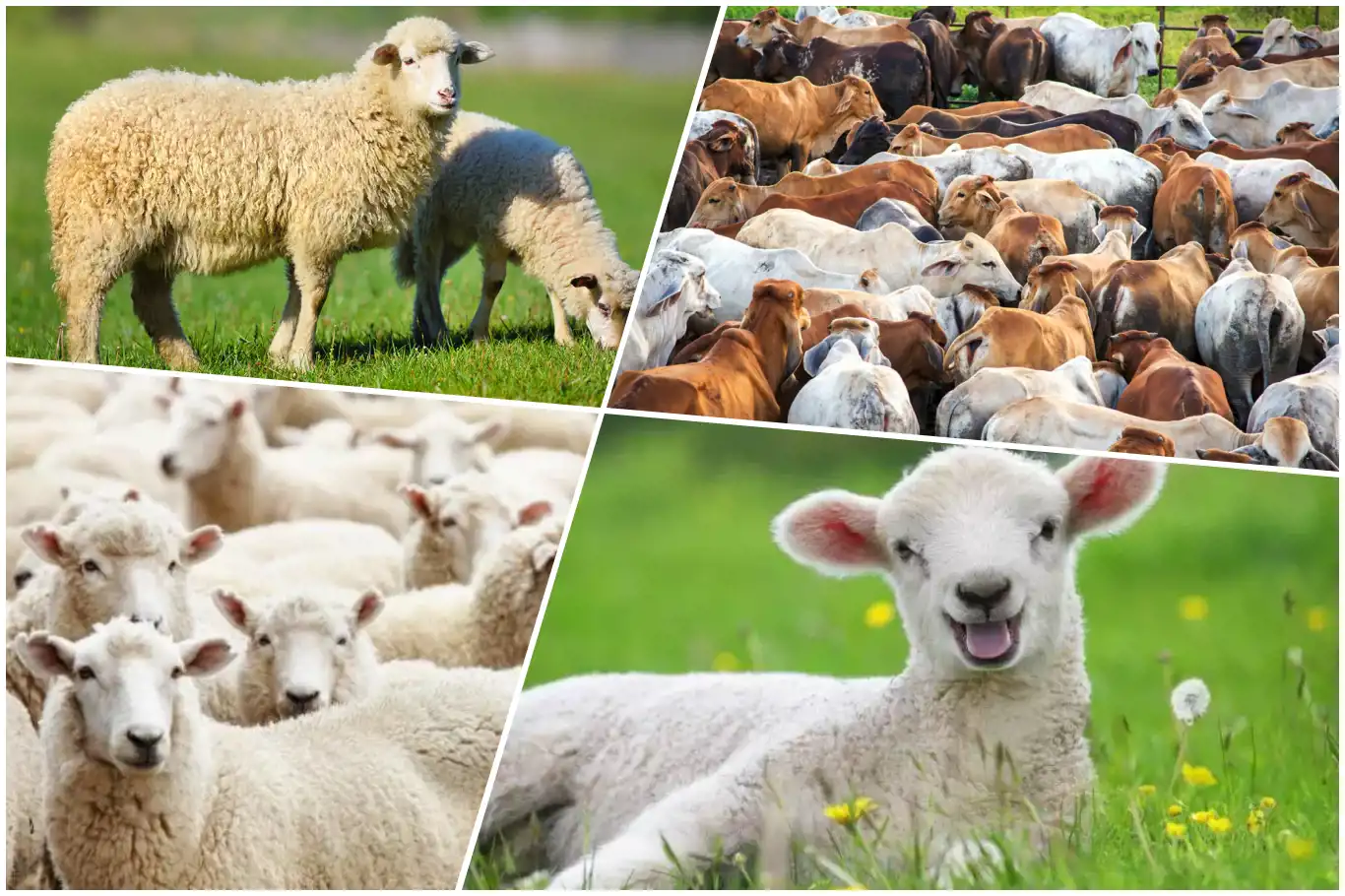 Kurban Bayramı için geri sayım başladı Kurban Bayramı için geri sayım başladı