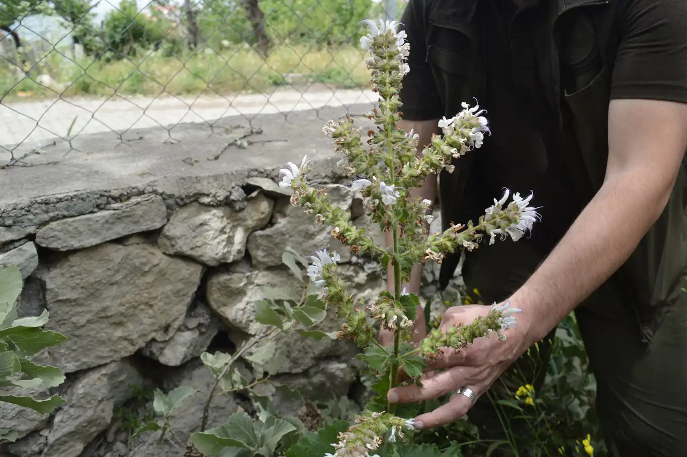 Siirt'e özgü endemik bitki Salvia Siirtica çiçek açtı