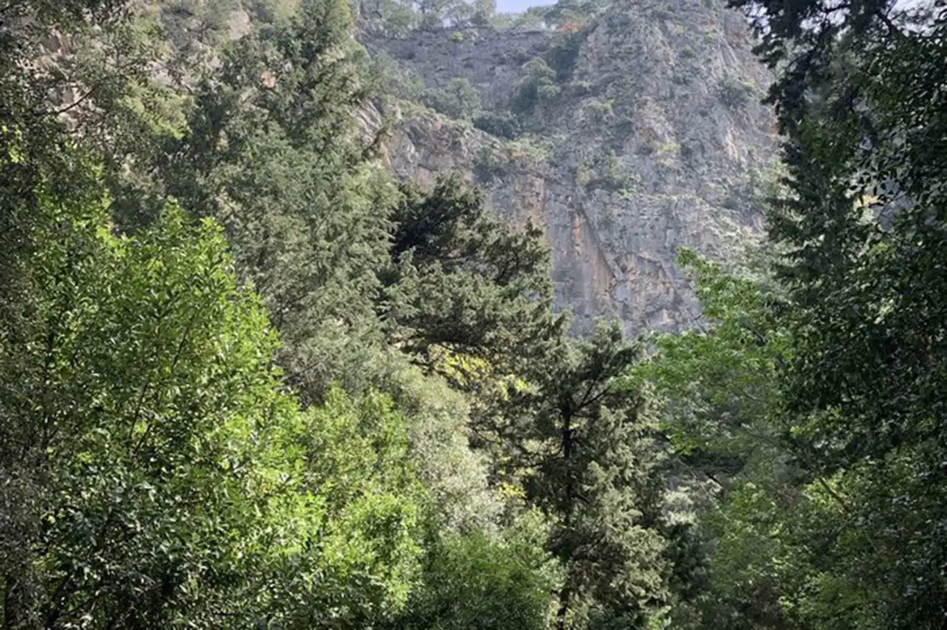 Sinop'ta ormanlara girişler yasaklandı Sinop'ta ormanlara girişler yasaklandı