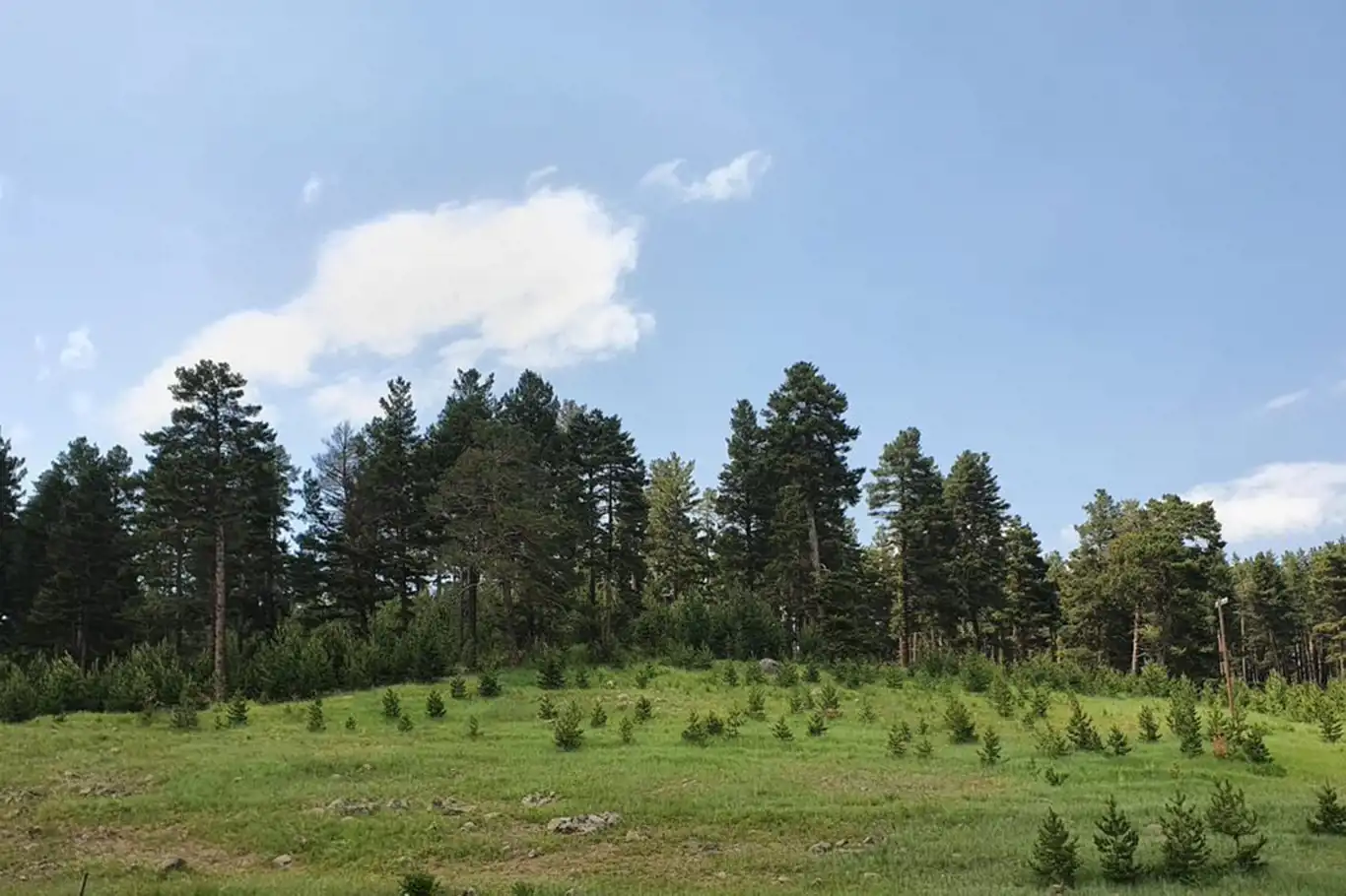 Erzurum'da ormanlık alanlara girişler yasaklandı
