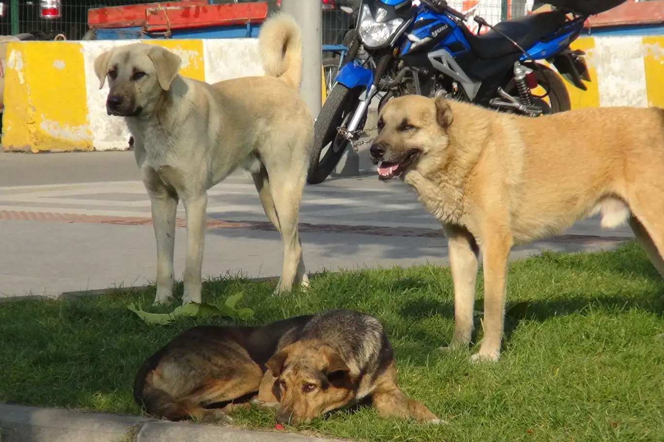 Cumhurbaşkanı Erdoğan'a 'sokak köpeği sorununa çözüm' çağrısı