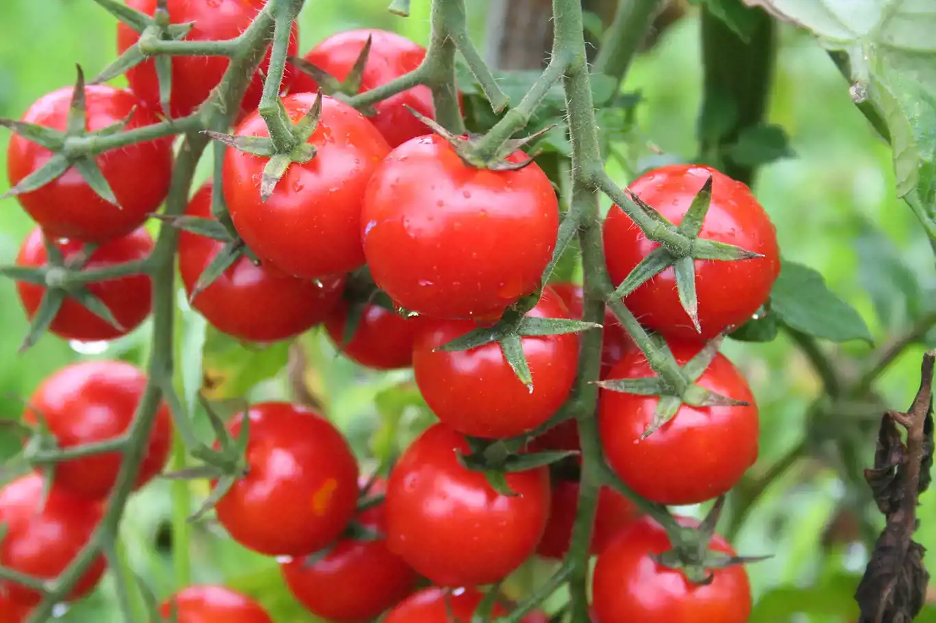 Russia decides to increase tomato import quota from Türkiye