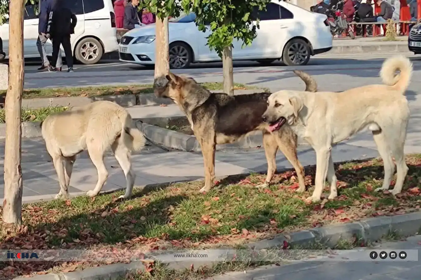 Köpeğin saldırdığı kadın ağır yaralandı Köpeğin saldırdığı kadın ağır yaralandı