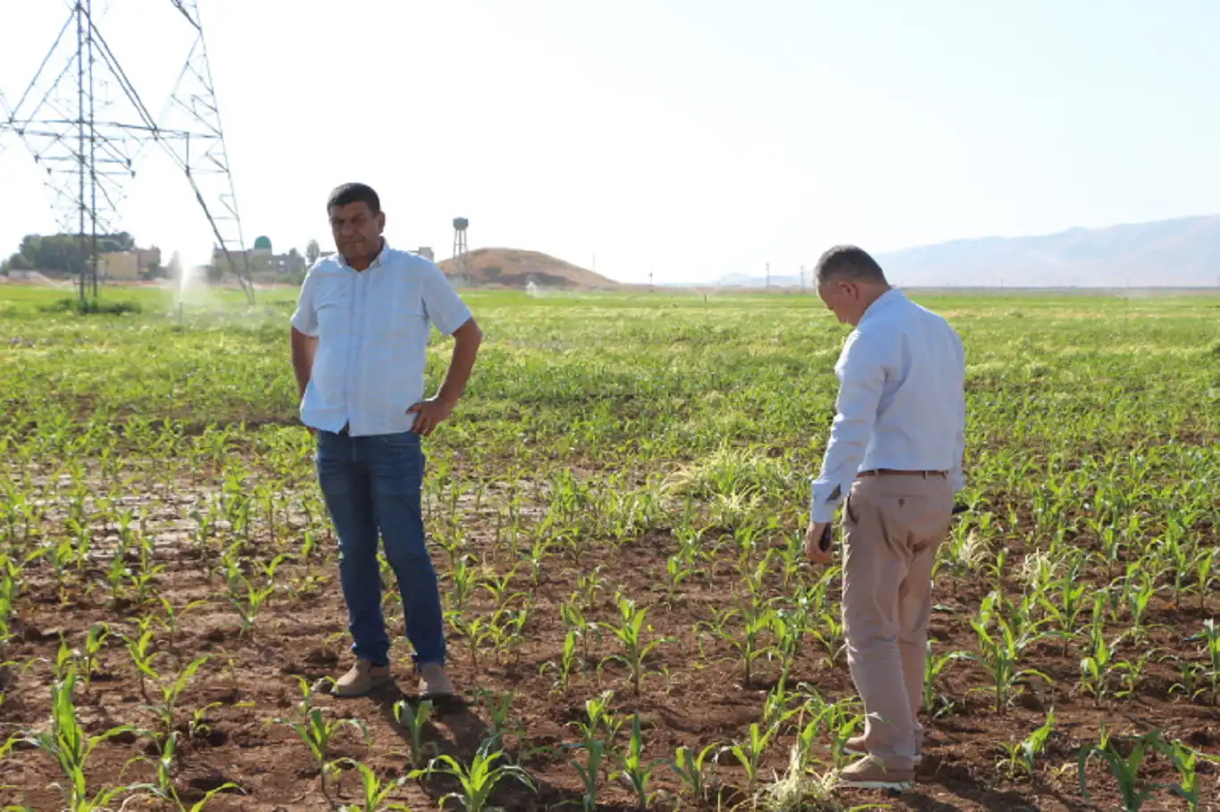 Mardin ovasında bu sene mısır rekoltesinde düşüş bekleniyor