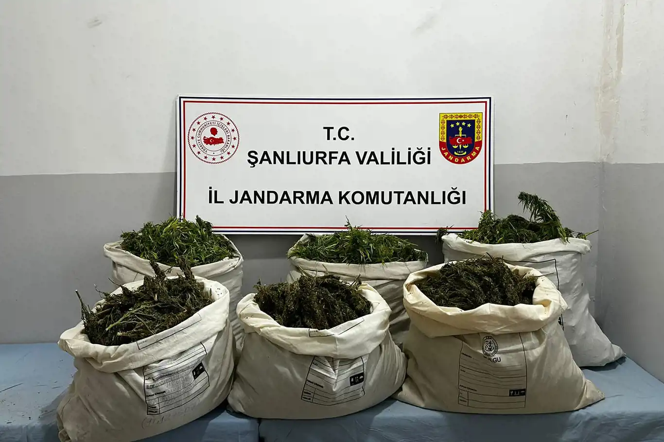 Mısır tarlasında çuval çuval uyuşturucu ele geçirildi Mısır tarlasında çuval çuval uyuşturucu ele geçirildi