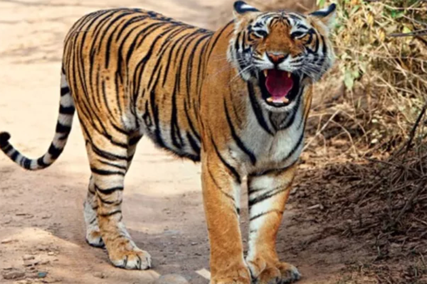 Pakistan'da leopar pazara girdi: 2 yaralı