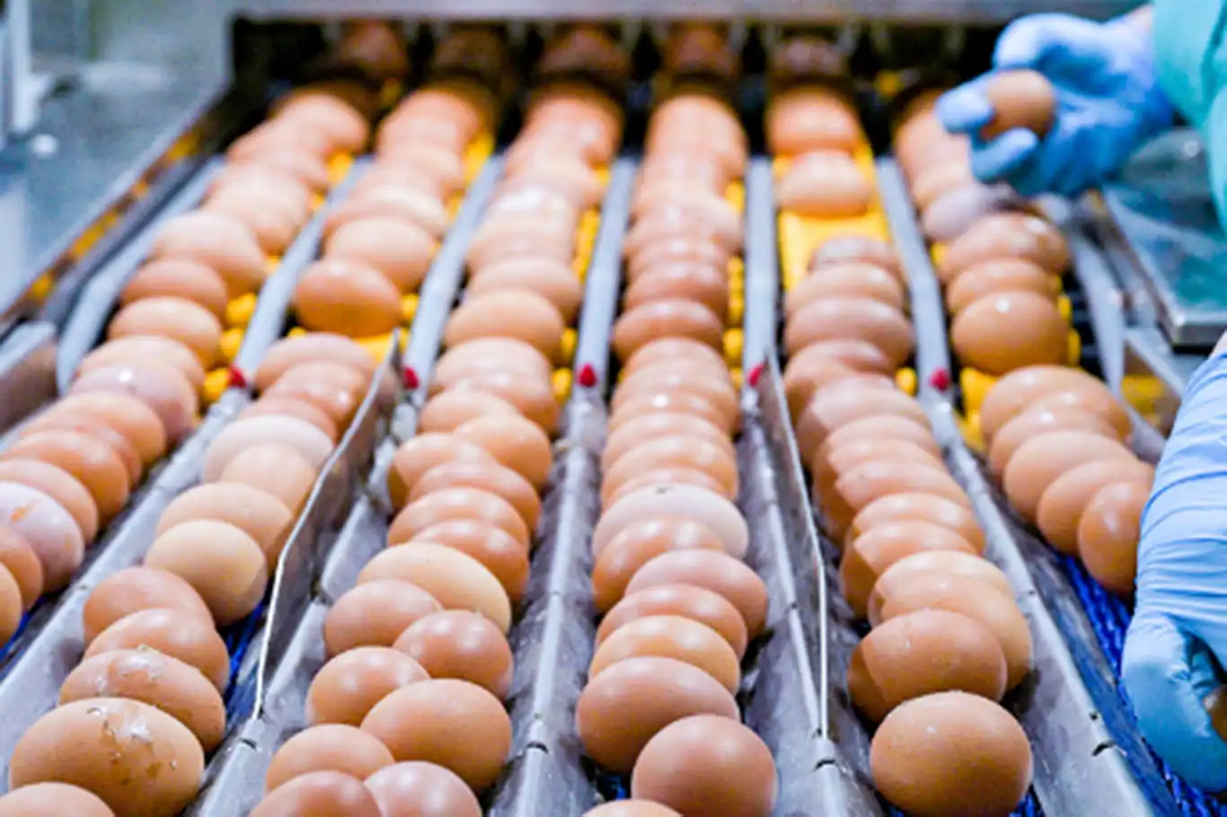 Russia allows duty-free import of chicken eggs to control prices