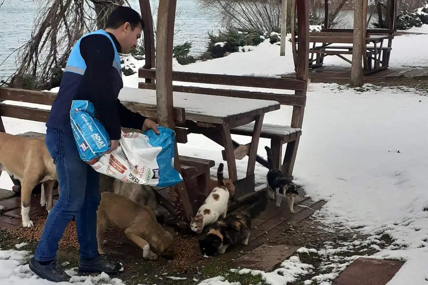 Battalgazi Belediyesi sokak hayvanlarına mama bıraktı Battalgazi Belediyesi sokak hayvanlarına mama bıraktı