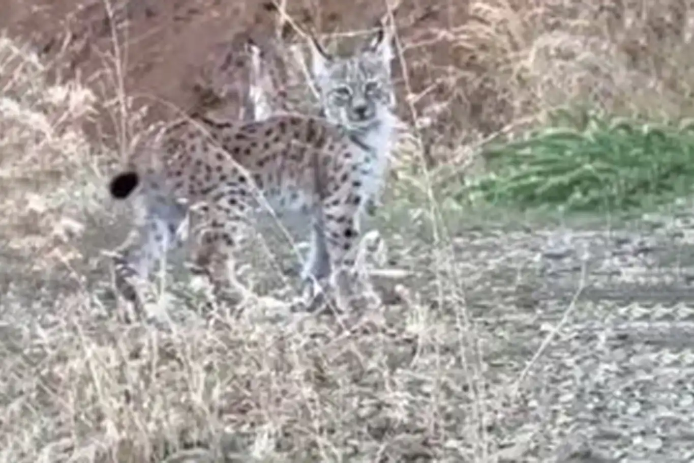 Endangered lynx spotted in eastern Türkiye's Elazığ province