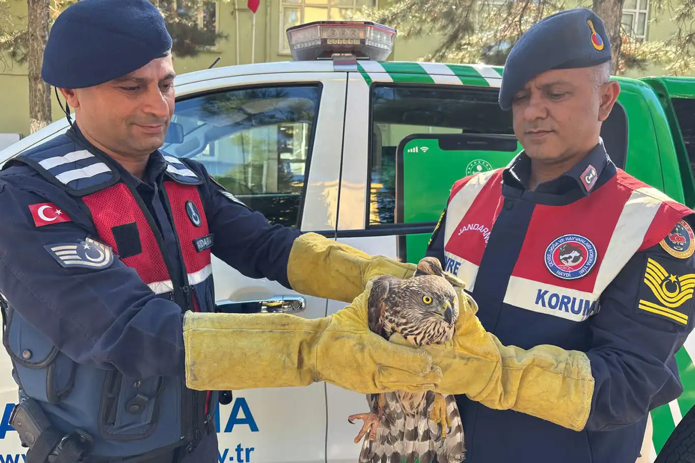 Yaralı halde bulunan kızıl şahin koruma altına alındı