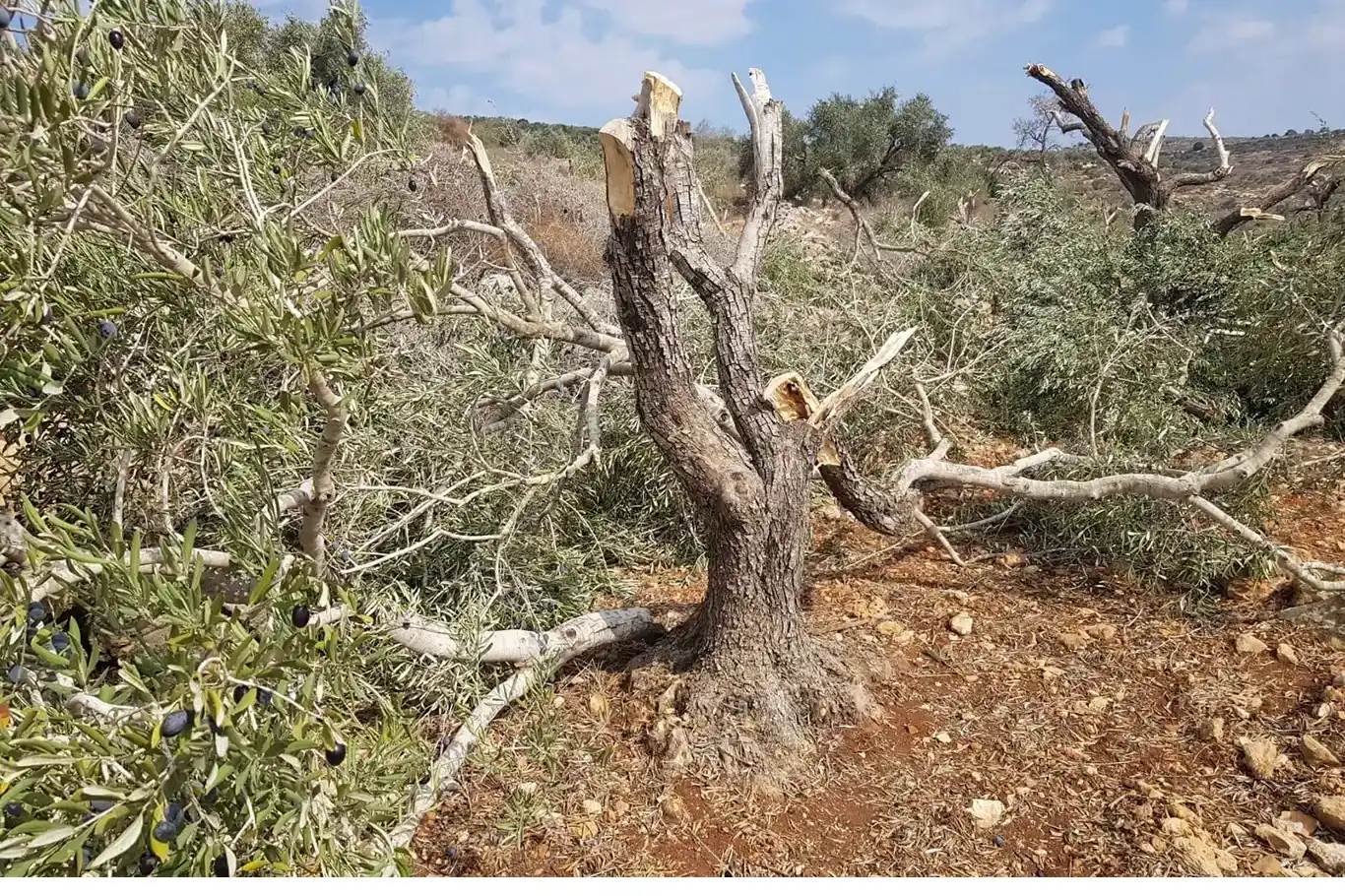 قوات الاحتلال الصهيوني تقطع أشجار الفلسطينيين في الضفة الغربية