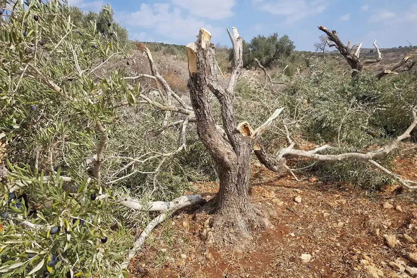 سەهیۆنییە داگیرکەرەکان لە کەرتی ڕۆژئاوا دارەکانی فەلەستینیان بڕییەوە