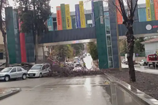 Şanlıurfa'da fırtınada ağaç devrildi, yol kapandı