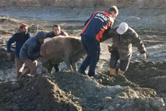 Ağrı'da bataklığa saplanan 3 hayvan kurtarıldı