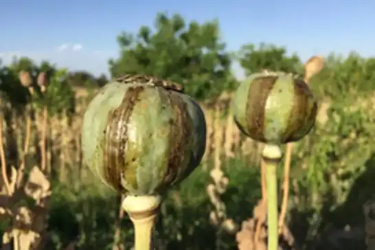 لە ئەفغانستان تاقیگەکانی ماددەی هۆشبەر لە ناو بڕان