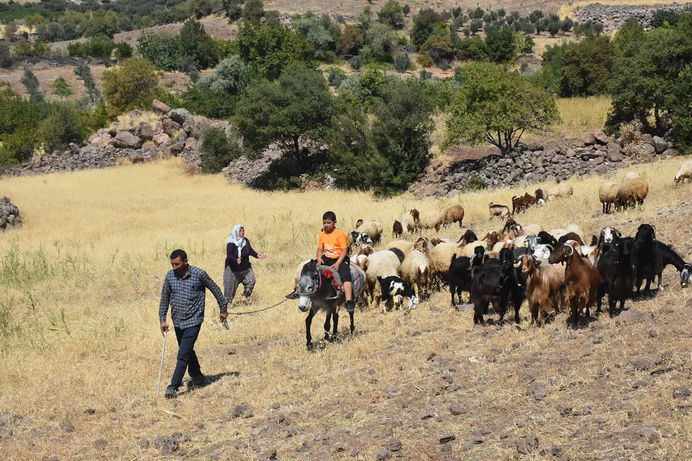 Gaziantepli köylüler aldıkları hayvanlarla ekonomiye katkı sunuyor