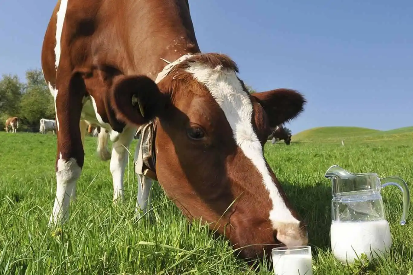 Türkiye's dairy sector sees significant growth in October