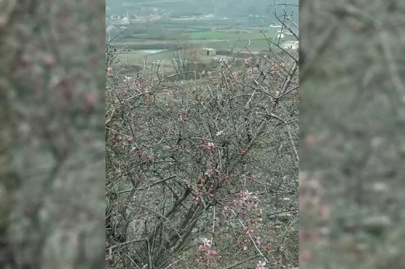 Palu'da şubat ayında badem ağaçları çiçek açtı