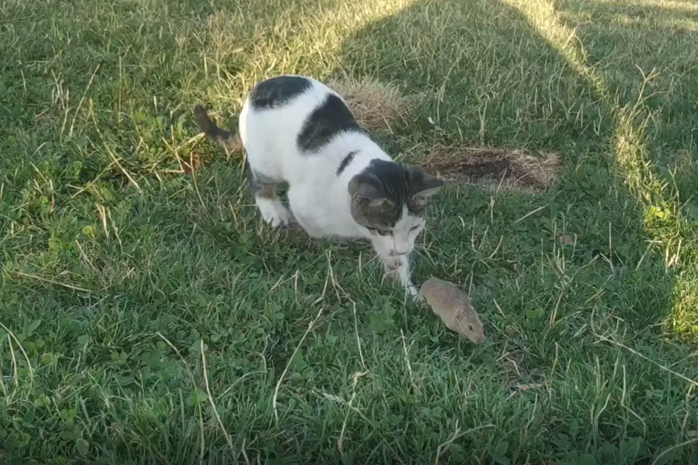 Tebessüm ettiren kedi fare oyunu Tebessüm ettiren kedi fare oyunu