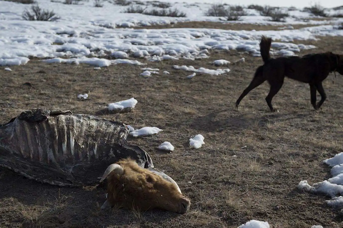 Harsh winter in Mongolia kills over 3 million livestock