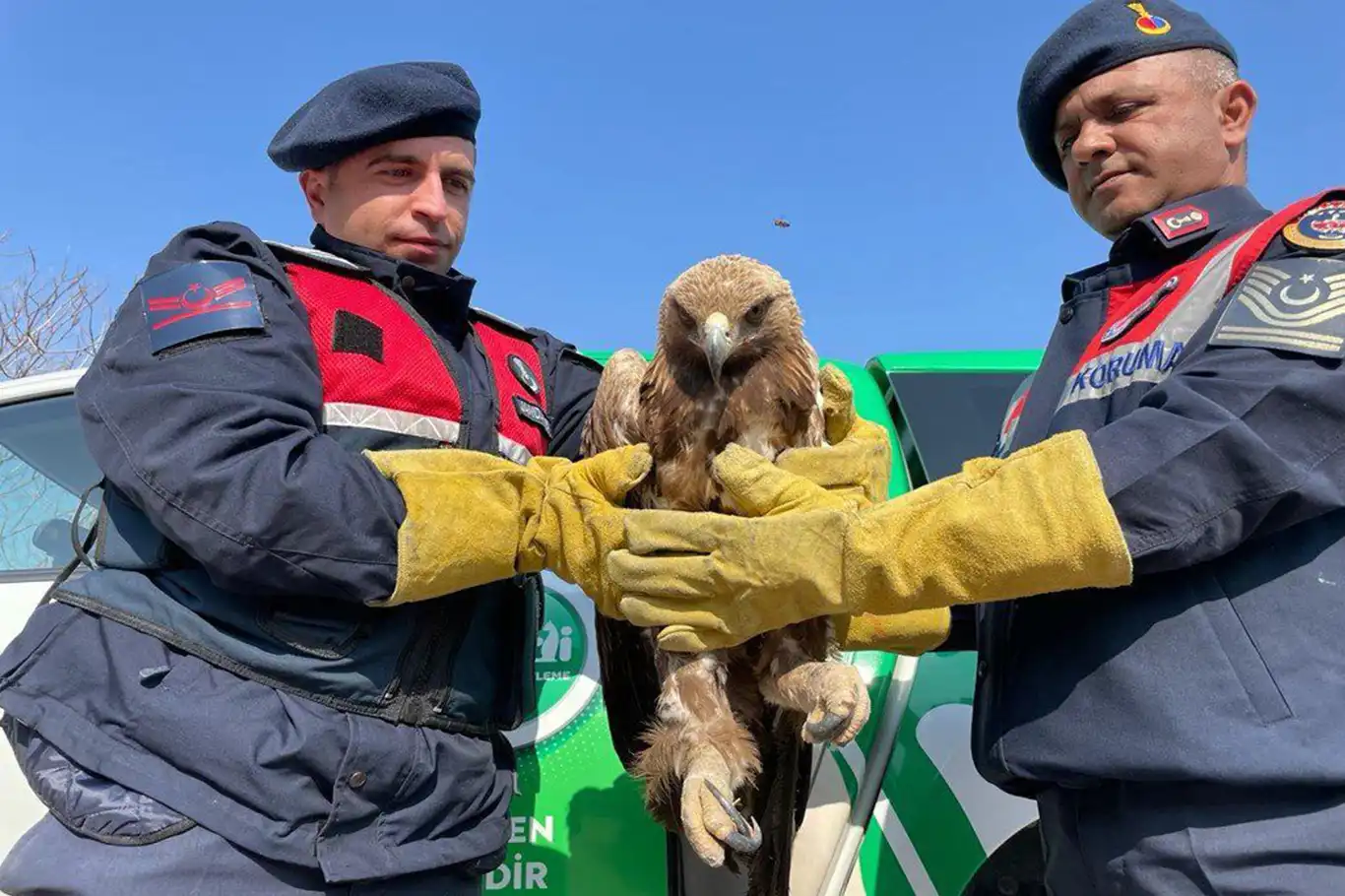 Malatya'da yaralı halde bulunan kartal koruma altına alındı Malatya'da yaralı halde bulunan kartal koruma altına alındı