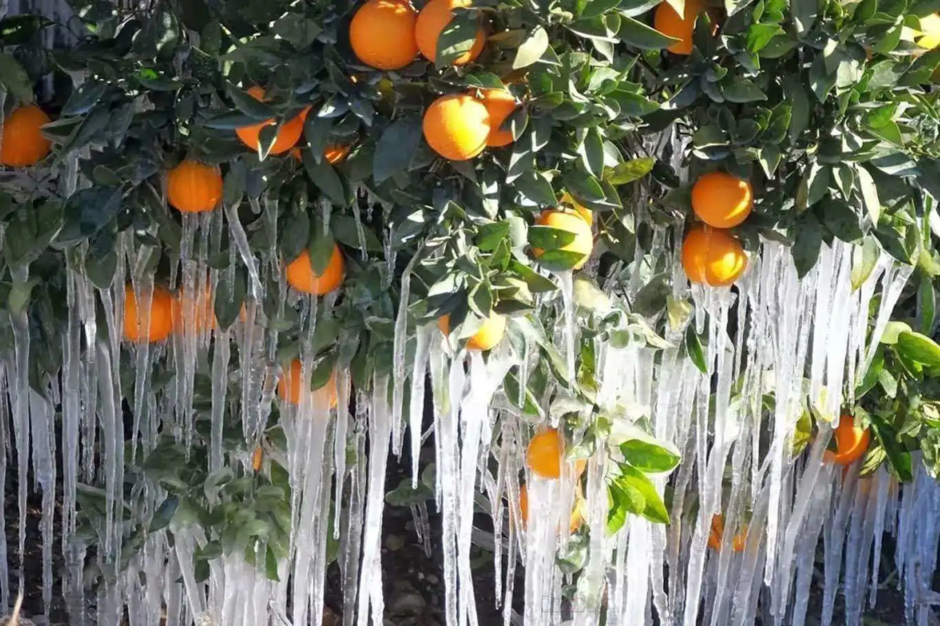 Meteorolojiden çiftçilere zirai don uyarısı Meteorolojiden çiftçilere zirai don uyarısı